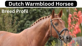 Dutch Warmblood Horse Breed Profile [upl. by Ikey]