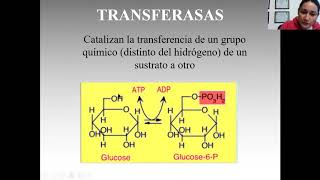 Clasificación de las enzimas [upl. by Suki]