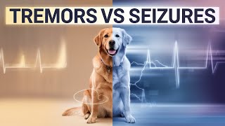 Tremors in Dogs What You Need to Know [upl. by Enid]