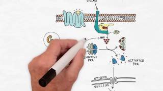 G Protein Signaling  Handwritten Cell amp Molecular Biology [upl. by Aineg]