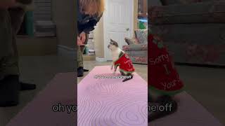 She got into them cookies😂 cat youtube pets cute cattricks [upl. by Neil]