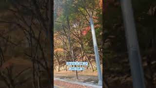 THERES MORE TO KOREA THAN SEOUL STUNNING FALL FOLIAGE travelvlog driving mountains foliage [upl. by Oibesue561]