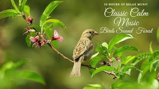 10 hours of Relaxing classical music and forest birds sound [upl. by Marinelli]