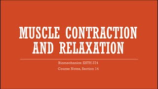 Muscle Contraction and Relaxation [upl. by Notsgnik]