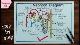 Nephron diagram drawing  How to draw Nephron diagram easy and step by step  Structure of Nephron [upl. by Hillie]