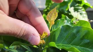 Growing Arabica Coffee Plant in a pot [upl. by Paz]