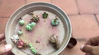 SOME LEAF PROPAGATED PUPS TRANSFERRED TO INDIVIDUAL POTS SUCCULENT CARE TIPS [upl. by Trimble]