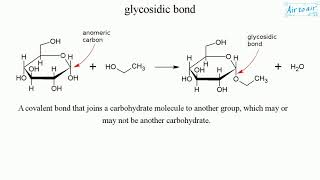 glycosidic bond [upl. by Atronna]