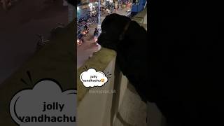 ஜாலி ஜாலி🤩puppies labrador doglovers reels dogreels shorts ytshorts pets funny [upl. by Mayeda111]