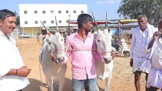 Glorious Hallikar ox pair of Farmer Nuthan Tubagere in Sri Ghatti Subramanaya cattle Fair D pura [upl. by Dorthea]