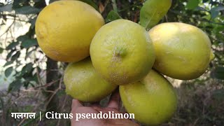 How to grow Galgal plant  Hill lemon  Citrus pseudolimon [upl. by Slen428]