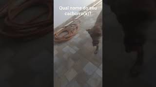 Nem moto meu cachorro tem😂 [upl. by Eneleuqcaj]