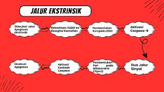 Ekspresi Gen Protein Caspases  3 Pada Jalur Apoptosis [upl. by Akirahs]