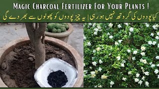 Make this Magic Charcoal Fertilizer For Your Plants  gardening [upl. by Sheepshanks]