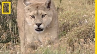 Cet expert des félins se retrouve face à face avec un puma [upl. by Tiphane]