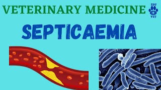 3VMDSepticaemia amp Bacteremia [upl. by Ahsimin]