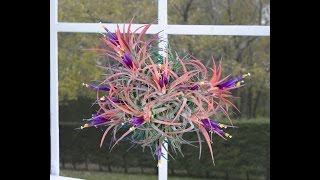 Air Plants Tillandsias  The Joy and Ease of Growing Air Plants [upl. by Osner]