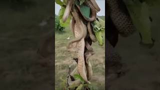 Why do snakes cling to sandalwood trees😱 sandalwood cultivation snake [upl. by Sulamith]