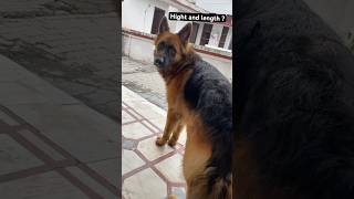 Best guard dog  Check height 🧿♥️ germanshepherd germanshepherdlongcoat studservice [upl. by Artima]