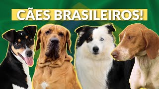 RAÃ‡AS BRASILEIRAS COMO SÃƒO OS CACHORROS DO BRASIL CONHEÃ‡A ESSES CÃƒES FILA TERRIER E OUTRAS RAÃ‡AS [upl. by Tenom]