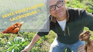 Savezvous planter la Consoude [upl. by Atnek]