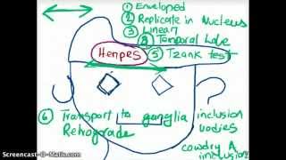 EASY WAYS TO REMEMBER DNA VIRUSES [upl. by Ocnarfnaig]