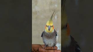 Cute Cockatiel Singing and Dancing Unleashing Cockatiels Craze [upl. by Fadas]