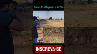 Gamo GMagnum a 150m [upl. by Floss]