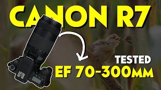 Canon R7 With EF 70300mm f456 Lens ii Telephoto Zoom Lens Wildlife Photography Review [upl. by Odo170]