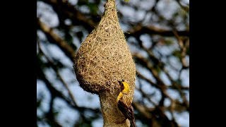 Weaver BIRD making home The king of nest building bird Wadu Kurulla [upl. by Bakki]