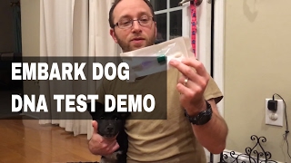 Embark Dog DNA Test Kit Demo  Dog DNA Sample Collection [upl. by Urbano595]