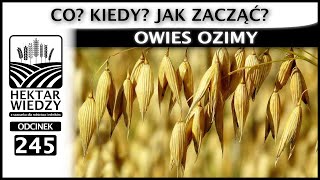 OWIES OZIMY❗️CO KIEDY JAK ZACZĄĆ  ODCINEK 245 [upl. by Cristiona]