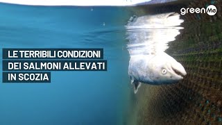 Le terribili condizioni dei salmoni allevati in Scozia [upl. by Utas737]