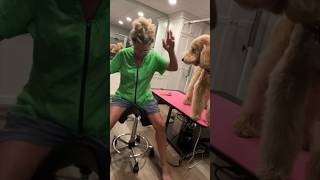 Dog groomer losing it [upl. by Akemhs596]