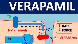 Verapamil  Mechanism side effects and uses [upl. by Anuaik597]