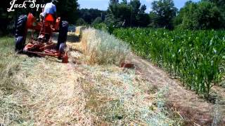 Cutting Oat Hay with New Idea 251 and WD Allis Chalmers [upl. by Travis]