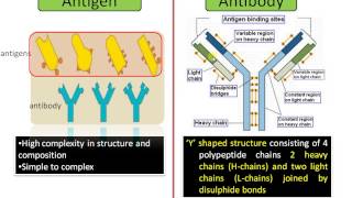 Difference between Antigen and Antibody Antigen vs Antibody [upl. by Sadinoel701]