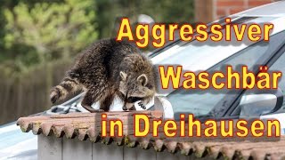 Aggressiver Waschbär in Dreihausen [upl. by Daph]