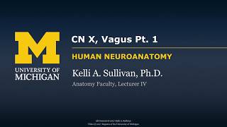 Nervous System Vagus Nerve CNX  part 1 [upl. by Aer]