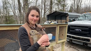 Rabbit Hutch Build  Silverfox Meat Rabbits [upl. by Charley836]