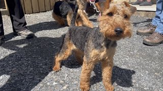 Welsh Terrier Walk Dolgellau July 22 [upl. by Yendahc131]