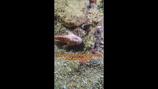 Shuttling in the water and seeing eels is interesting [upl. by Philbert]