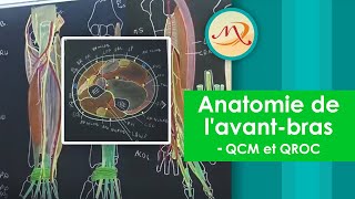 Anatomie de lavantbras QCM et QROC [upl. by Aicenev859]