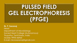 Pulsed Field Gel Electrophoresis PFGE [upl. by Elok]