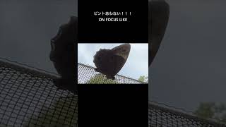 Mini Vlog789  Butterfly  蝶々！！ shorts [upl. by Skantze]