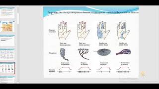 Physiologie  LA SOMESTHESIE par HIBET ARRAHMAN MATRICH [upl. by Puklich366]