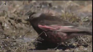 A Black RosyFinch foraging [upl. by Noiemad71]