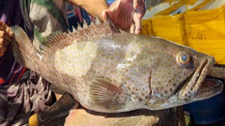 Amazing Giant Hamour Fish Cutting Skills In Dhaka Fish Market  Fish Cutting [upl. by Einnod]