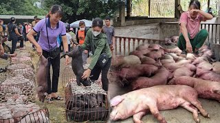 Warning Consequences of mass deaths of pigs due to buying pigs from the market to raise  Ep 233 [upl. by Rawlinson]