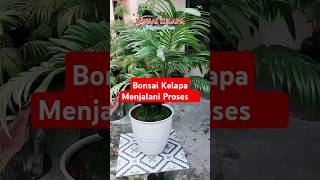 Bonsai Kelapa Menjalani Proses [upl. by Delainey]